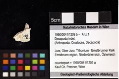 Foto (Objket + Etiketten) von Decapoda indet. 